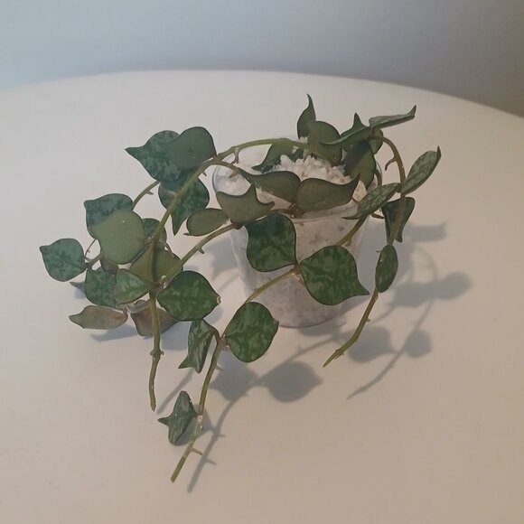 Hoya Curtsii Clippings - Picture 3 of 3